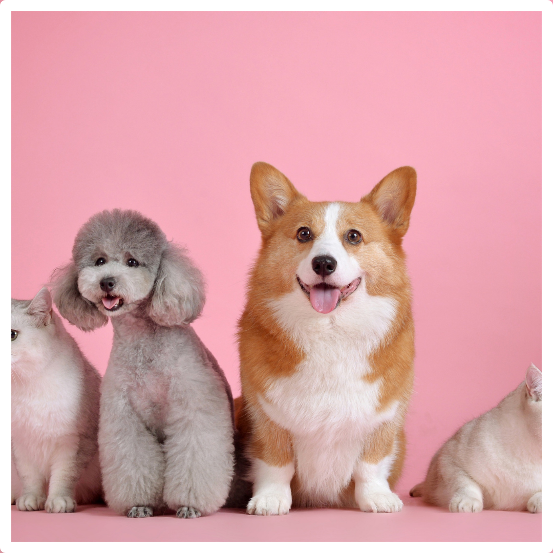 Pet Accessories | Shopify Dropship Store